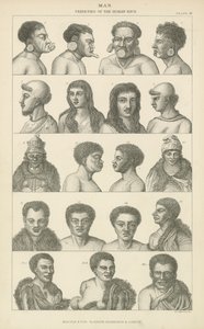 Caramba. Variedades da raça humana (gravura) de English School