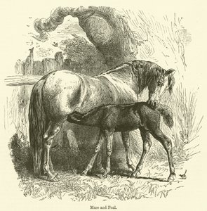 Égua e potro (gravura) de English School