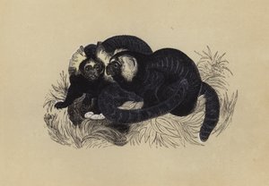 Marmozet (cor litho) de English School