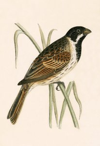 Marsh Bunting, ilustração de "Uma História das Aves da Europa Não Observadas nas Ilhas Britânicas", de Charles Robert Bree (1811-86), publicada em 1867 de English School