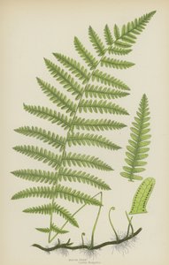 Feto de pântano (cor litho) de English School