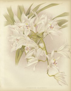 Mestrado Cymbidium
