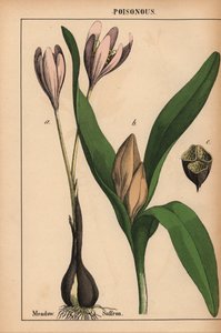 Açafrão dos prados com flor roxa , do "The Instructive Picturebook, or Lessons from the Vegetable World," [Charlotte Mary Yonge], Edimburgo de English School