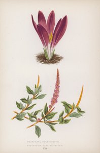 Merendera Bulbocodium; Polygonum Vaccinifolium (litografia colorida) de English School