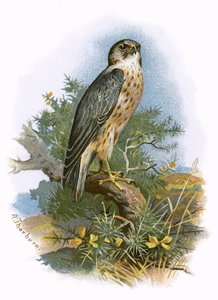 Merlin