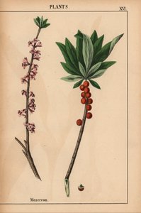 Mezereon com frutas vermelhas e flores cor de rosa.  , de "The Instructive Picturebook, or Lessons from the Vegetable World", [Charlotte Mary Yonge], Edimburgo de English School