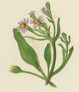 Michaelmas Daisy, Aster Tripolium (cor litho) de English School
