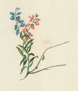 Erva-leiteira, Polygala Vulgaris (litografia a cores) de English School
