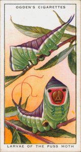 Mimetismo para proteção, Insectos, Larvas da traça-das-galinhas (litografia a cores) de English School