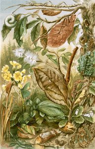 Mimetismo em insetos de English School