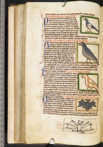 Miniaturas de aves e desenho marginal de um morcego, de Theological miscellany, including the Summa de vitiis, Harley 3244, f.55v, c.1236-50 (velino) de English School