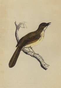 Mocking Bird (cor litho) de English School