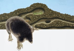 Mole e colina de mole de English School
