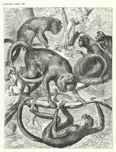 Macacos (gravura) de English School