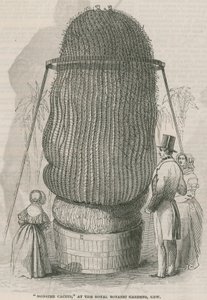 Cacto de monstro no Royal Botanic Gardens, Kew de English School