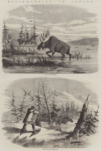 Caça ao Alce no Canadá (gravura) de English School