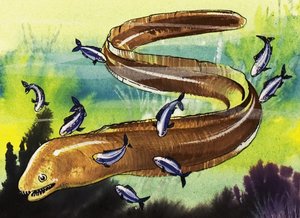 Moray Eel de English School