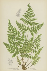 Samambaia da montanha, samambaia alpina (cor litho) de English School