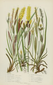 Carex montanhosa, Carex de cabeça redonda, Carex prateada anã, Carex de dedos, Carex de frutos grandes (litografia a cores) de English School