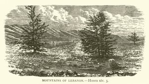 Montanhas do Líbano, Oséias, xiv, 5 (gravura) de English School