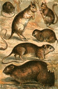 Rato, Jerboa, Rat, rato almiscarado, Dormouse e rato de campo de English School