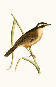 Toutinegra-do-bigode, ilustração de "Uma História das Aves da Europa Não Observadas nas Ilhas Britânicas", de Charles Robert Bree (1811-1886), publicada em 1867 de English School