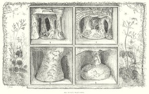 Herr Stones Wespennester (Gravur) von English School
