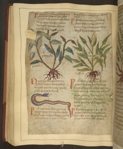 Ms. Cotton Vitellius C.III fol.56v Ilustrações de Petersilie, Cawel e uma Cobra, de um Antigo Herbal Inglês originalmente por Apuleio (123-80AD), início do século 11 (velino) de English School