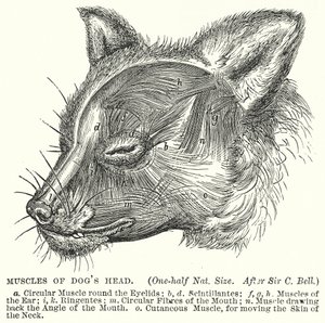 Músculos da cabeça de um cão (gravura) de English School
