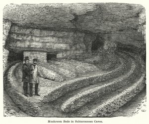 Camas de Cogumelos em Grutas Subterrâneas (gravura) de English School