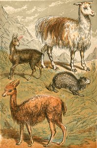 Veado-almiscarado, Lhama, Vicunia e Sooty Paca de English School