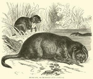 Musquash, ou Musk-rat, Fiber zibethicus de English School