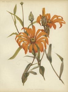 Mutisia decurrens