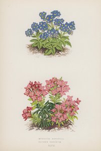 Myosotis Rupicola; Daphne Cneorum (litografia a cores) de English School