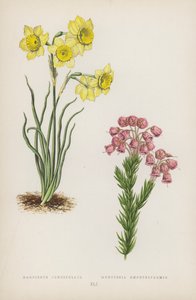 Narcissus Juncifolius; Menziesia Empetriformis (litografia a cores) de English School