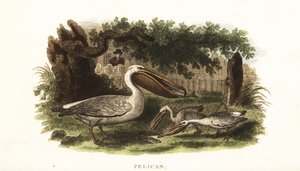 Método nativo americano de pesca com pelicanos de English School