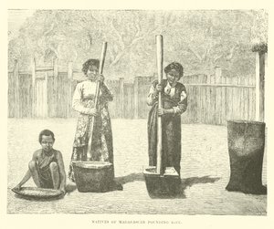 Nativos de Madagascar batendo arroz de English School