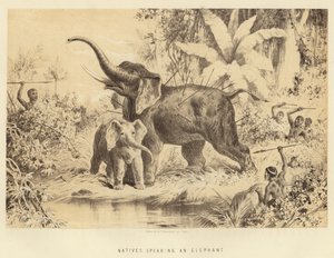 Nativos, spearing, um, elefante de English School