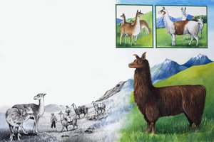 Reino da Natureza: Olhe - Sem Saliências! de English School