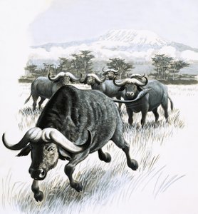 O Reino da Natureza: Evite o Búfalo! de English School