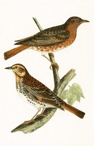 Naumann&39;s Thrush, ilustração de "Uma História das Aves da Europa Não Observadas nas Ilhas Britânicas", de Charles Robert Bree (1811-1886), publicada em 1867