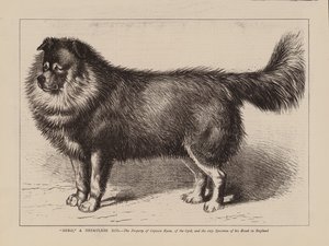 "Nero", um cão nepaulês, propriedade do Capitão Ryan, da 63ª Divisão, e o único exemplar da sua raça em Inglaterra (gravura) de English School