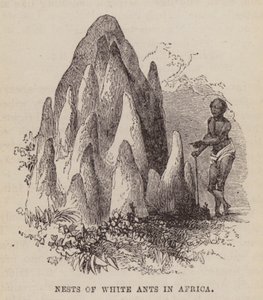 Ninhos de formigas brancas na África (gravura) de English School