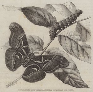 Nova Traça da Seda (Saturnia Cynthia), Lagarta, e Casulo (gravura) de English School