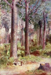 Nova Zelândia: Kauri (litografia a cores) de English School