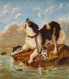 Cão da Terra Nova e cachorros em perigo (litografia a cores) de English School