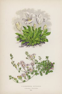 Nierembergia Rivularis; Linaria Villosa (litografia a cores) de English School