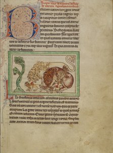 Bestiário de Northumberland, c.1250-60 (lavagens coloridas e tinta em pergaminho) de English School