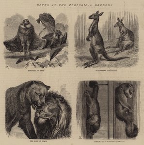 Notas no Jardim Zoológico (gravura) de English School