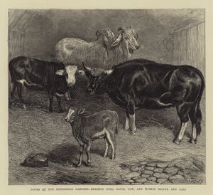 Notas no Jardim Zoológico, Brahmin Bull, Gayal Cow, e Hybrid Heifer and Calf (gravura) de English School